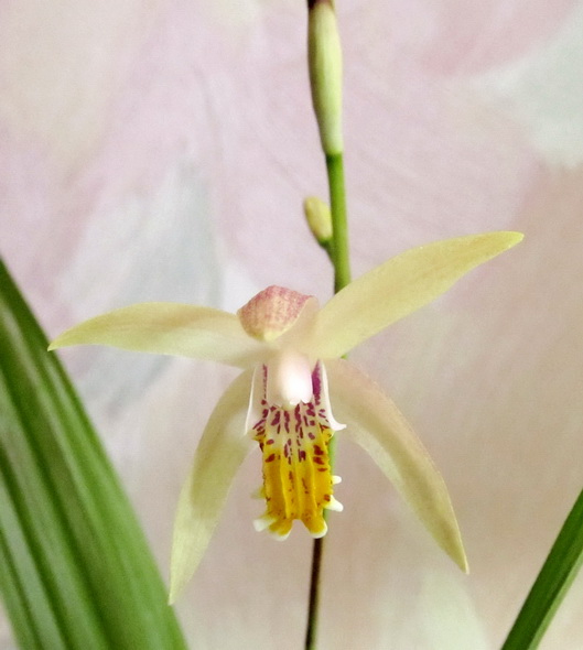 Bletilla ochracea var.purple form