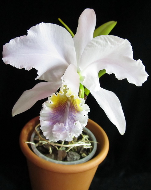 Cattleya mossiae 'coerulea' Cogn. 1899.