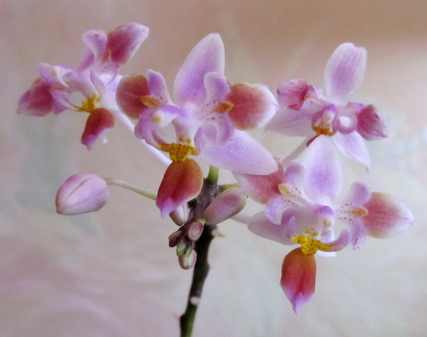 Phalaenopsis equestris 'peloric'