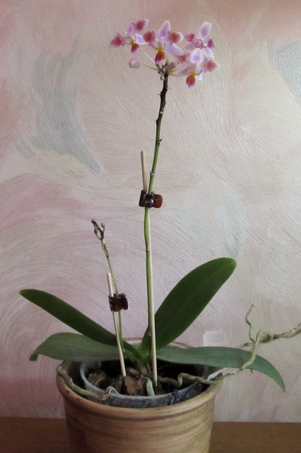 Phalaenopsis equestris 'peloric'