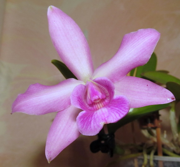 Laelia alaori X Laelia Pecaviensis