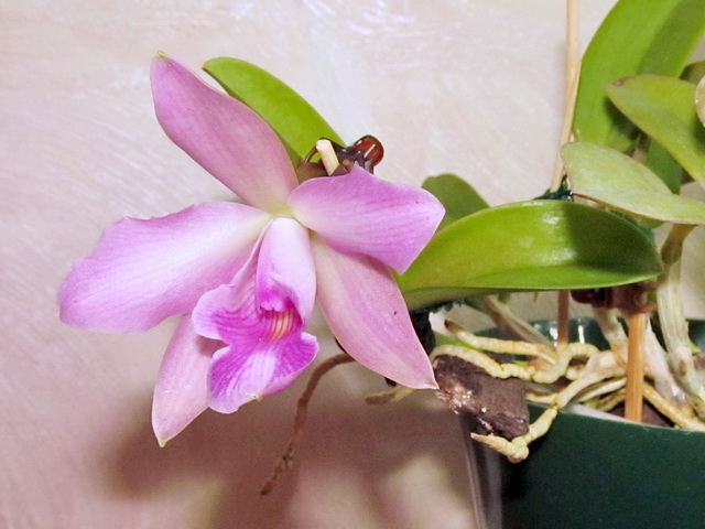 Laelia alaori X Laelia Pecaviensis