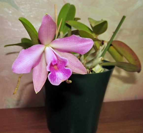 Laelia alaori X Laelia Pecaviensis