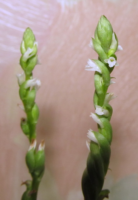 Spiranthes sinensis alba
