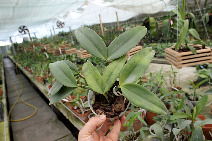 Cattleya ( schilleriana tipo x aclandiae tipo ).jpg
