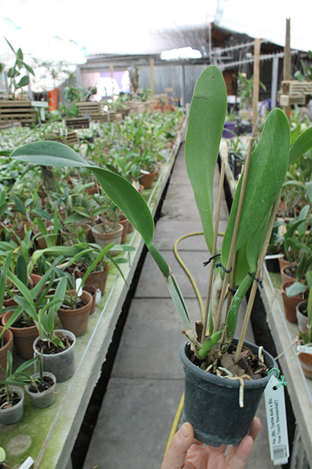 Potinara (Brassolaeliocattleya Toshie Aoki x Sophrolaeliocattleya Final Touch 'Mendenhall').jpg