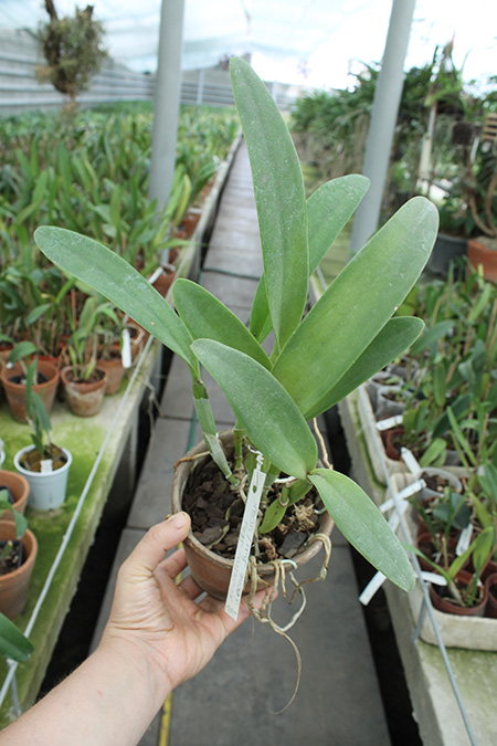 Laeliocattleya Sierra Skies 'Leone'.jpg