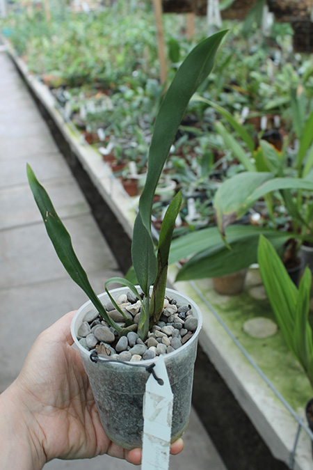 Trichopilia marginata.jpg