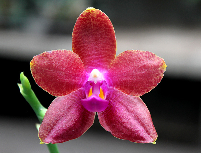Phalaenopsis Zheng Min Falcon.jpg