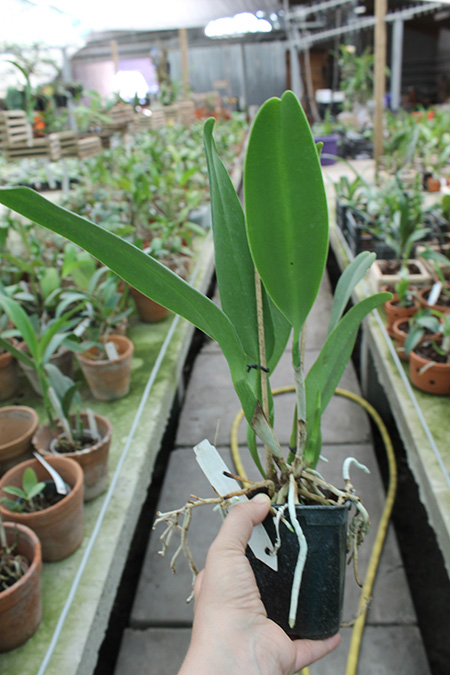 Rhynchosophrocattleya Mormilani Jewel 'Chunfong'.jpg