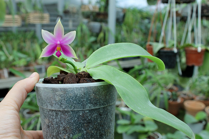 Phalaenopsis Samera.jpg