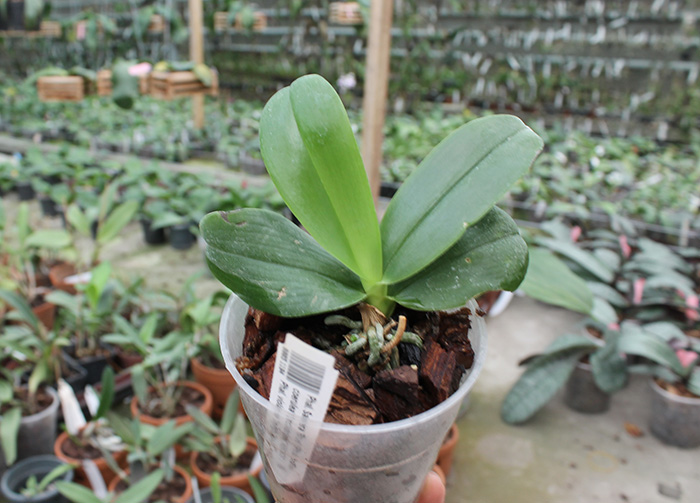 Phalaenopsis Samera 'Blue'.jpg
