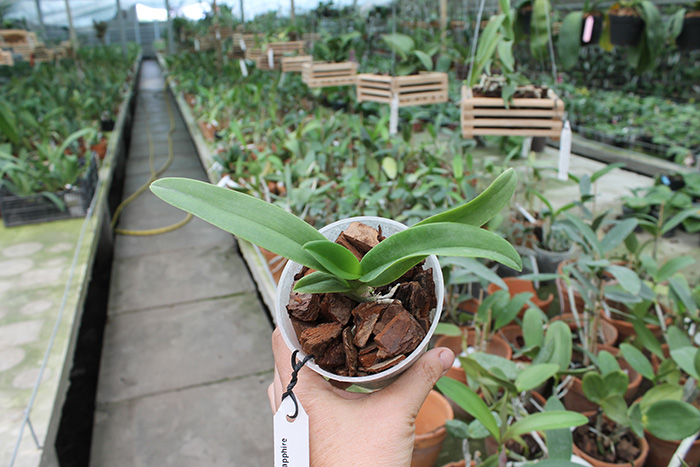 Doritaenopsis Tzu Chiang Sapphire.jpg