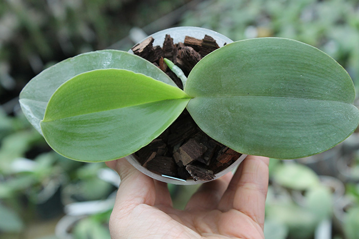 Phalaenopsis Jong's Gigan Cherry 'Prince' x gigantea.jpg