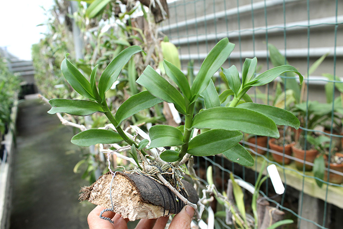 Dendrobium anosmum.jpg