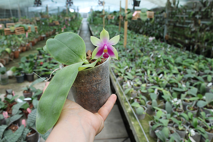 Phalaenopsis bellina AL.jpg