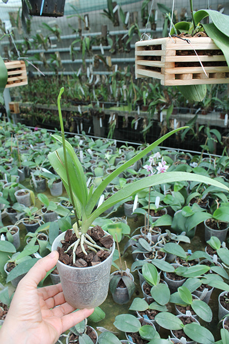 Doritis pulcherrima blue.jpg