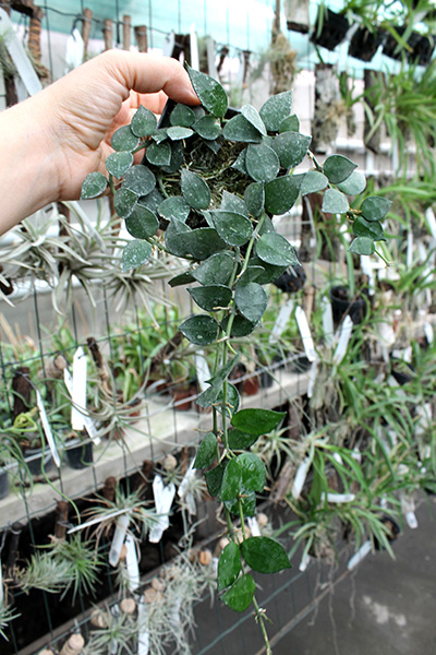 Hoya lacunosa 'Eskimo'1.jpg