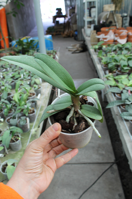 Doritis pulcherrima aquinii.jpg