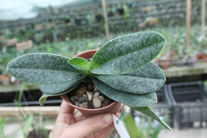 Paphiopedilum venustum alba.jpg