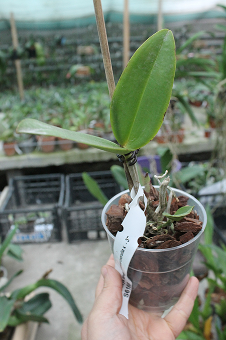 Cattleya amethystoglossa coerulea.jpg