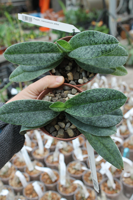 Paphiopedilum venustum alba.jpg