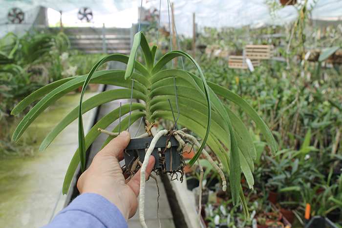 Rhynchostylis coelestis alba.jpg