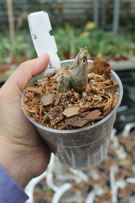 Mormodes morenoi.jpg