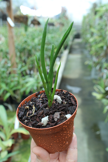 Angraecum scottianum.jpg
