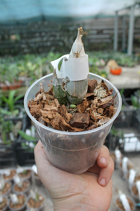 Catasetum pileatum (albo x albo).jpg