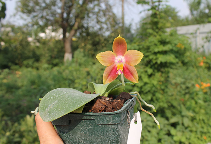Phalaenopsis Penang Girl.jpg