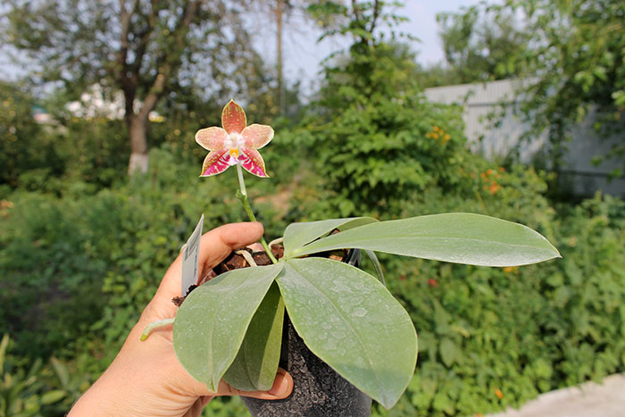 Phalaenopsis Samera x bellina.jpg