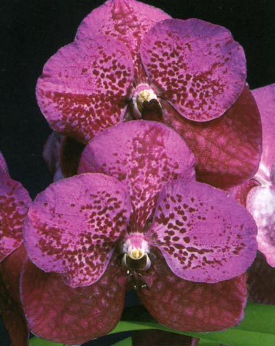 Vanda Sandra Lavitt.jpg