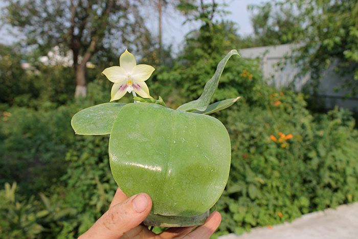 Phalaenopsis Zheng Min Muscadine x Tying Shin Fly Eagle.jpg