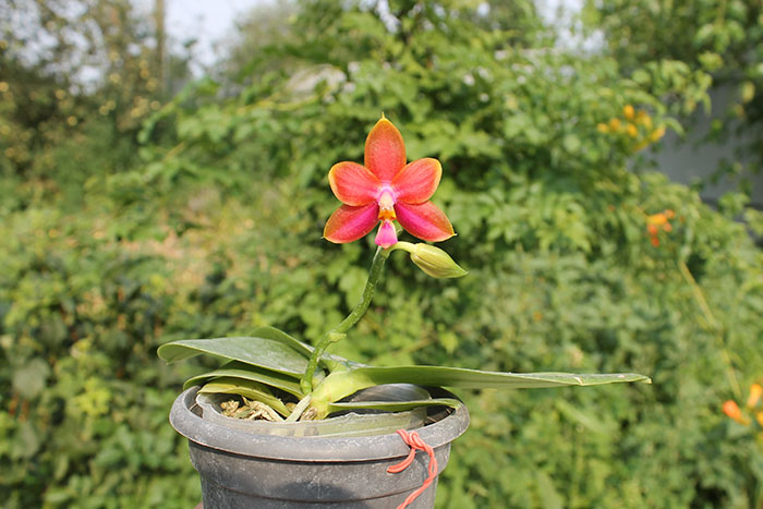 Phalaenopsis Mituo Prince x bellina.jpg
