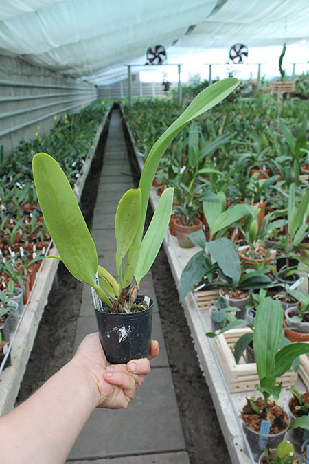 Cattleya dowiana x SELF.jpg