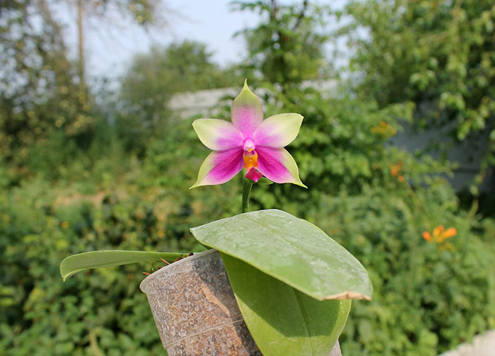 Phalaenopsis bellina AL.jpg