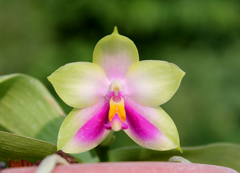 Phalaenopsis Zheng Min Muscadine x (Ld's Bear Queen x DTE).jpg