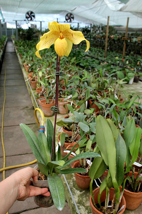 Paphiopedilum Dollgoldi (armeniacum x rothschildianum).jpg