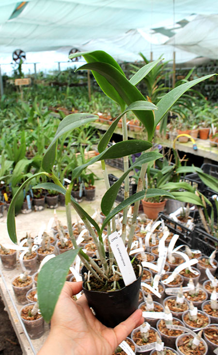 Cattleya porphyroglossa.jpg