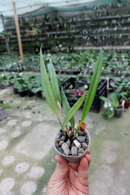 Laelia harpophylla.jpg