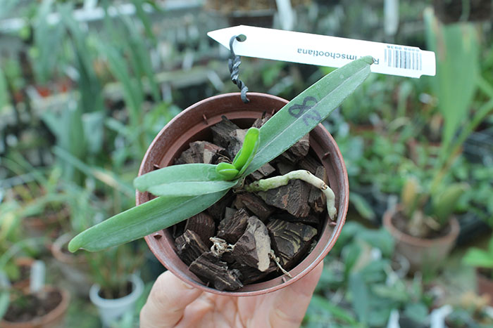 Renanthera imschootiana.jpg