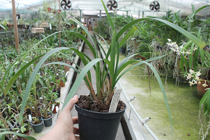 Cymbidium dayanum.jpg
