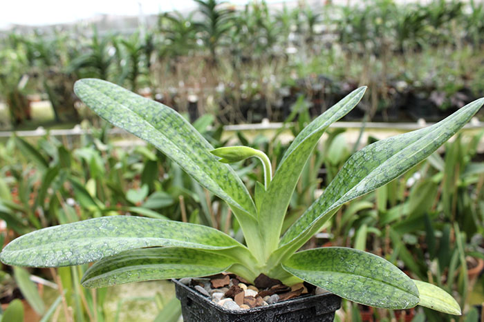 Paphiopedilum Alma Geveart 'Hager's' x Paphiopedilum philippinense var alba 'Kou'.jpg