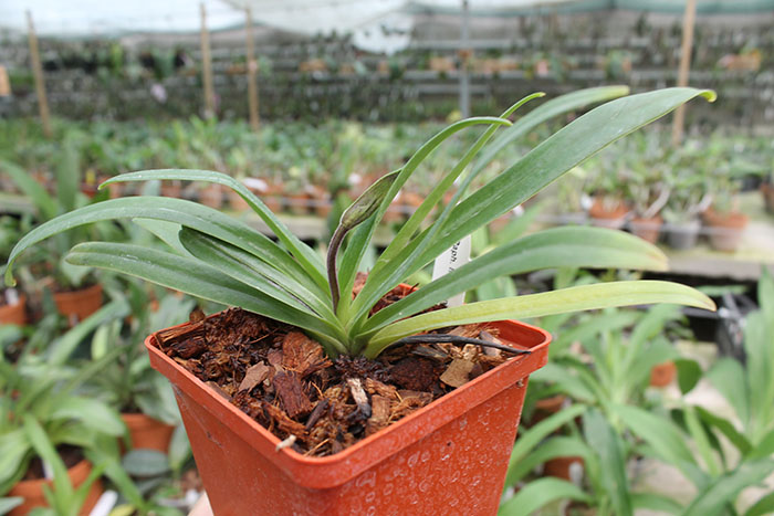 Paphiopedilum herrmannii.jpg