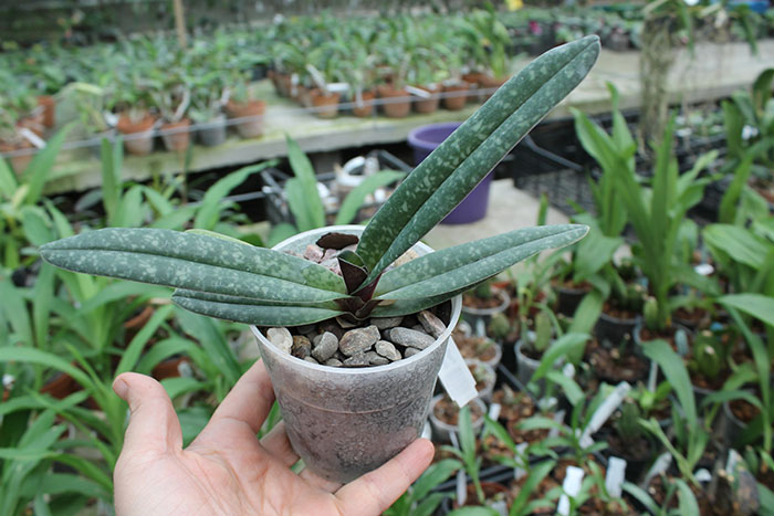 Paphiopedilum leucochilum x Sunshine Glory x concolor.jpg