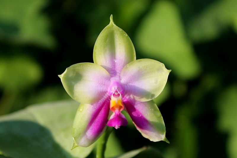 Phalaenopsis Zheng Min Muscadine x (Ld's Bear Queen x DTE).jpg