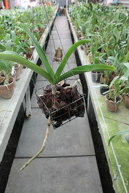 Rhynchostylis gigantea.jpg