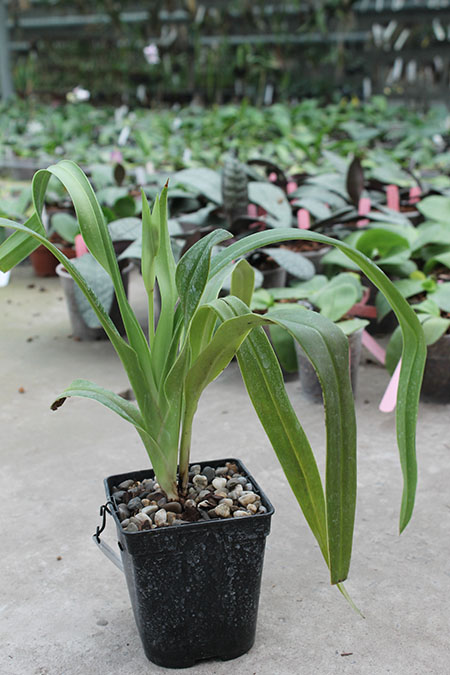 Phragmipedium Andean Fire (besseae x lidleyanum).jpg