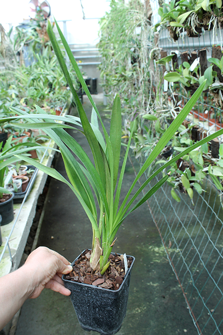 Cymbidium Green Valley Emerald 'Three Lip'.jpg